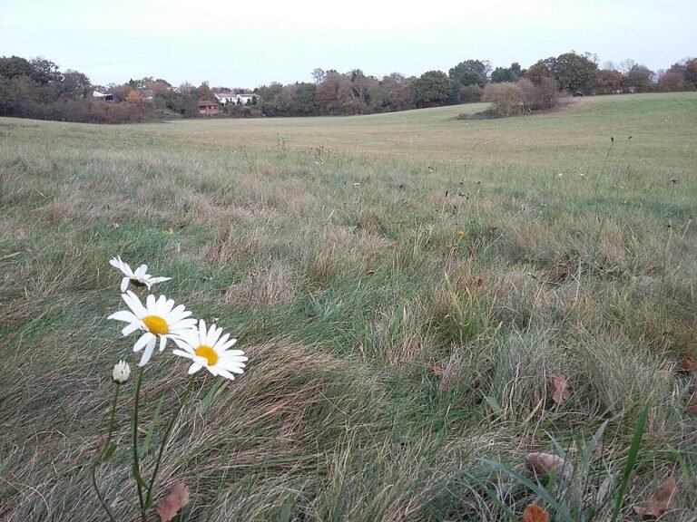 960px Leyton Cross field 2 1 768x576